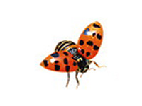 Буклет компании "Окна ЮККО"